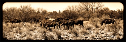 "wild horses"
verde river, rio verde, az.